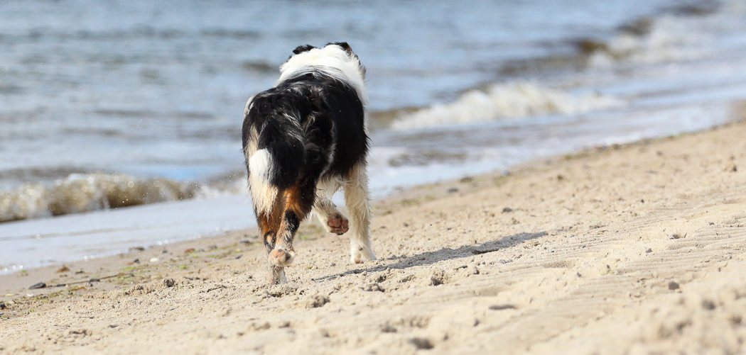 Urlaub mit Hund Titelbild