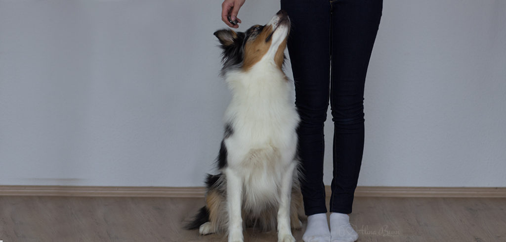 Die richtige Hundeschule finden