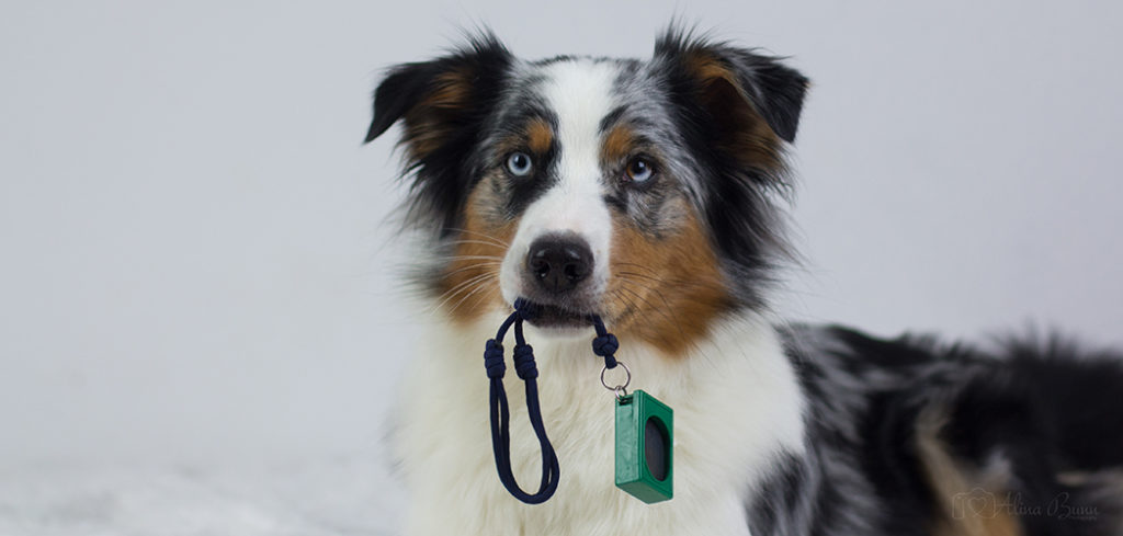 So funktioniert das Clickertraining