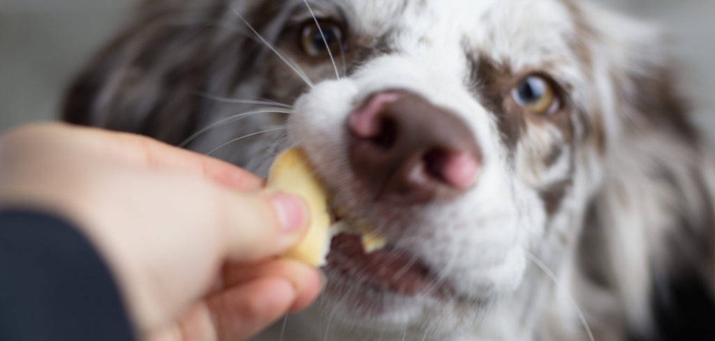 Die Lieblingsplätzchen der Aussiemädchen Hundekekse Rezept