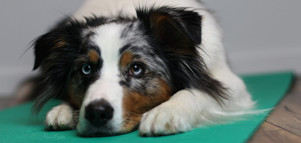Wann ist Tierphysiotherapie sinnvoll?