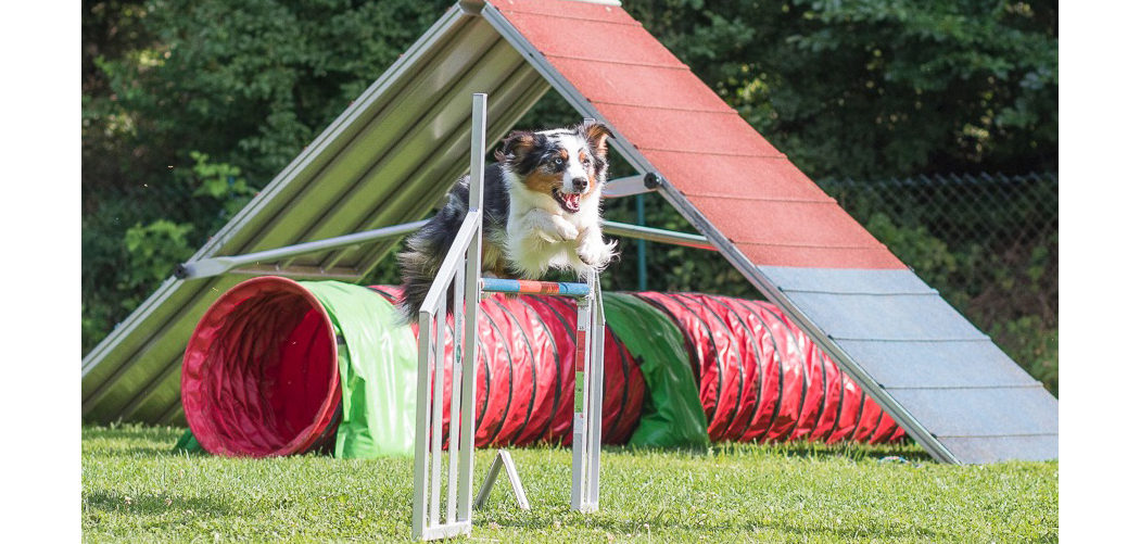 Unsere liebste Hundesportart Agility