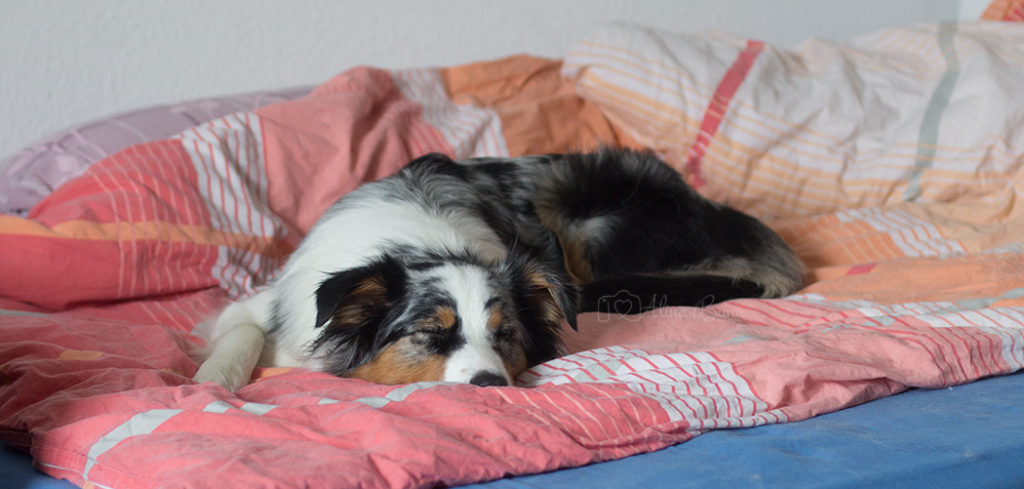 Ab ins Bett! Warum Hunde im Bett schlafen sollten
