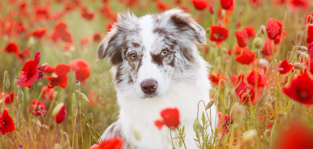Dog Bucket List Summer Edition