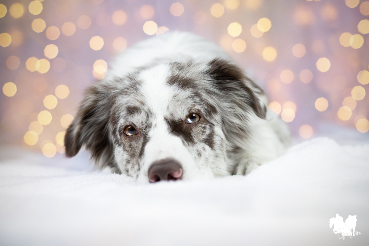 Tipps Fur Tierisch Schone Weihnachtsfotos Equicani